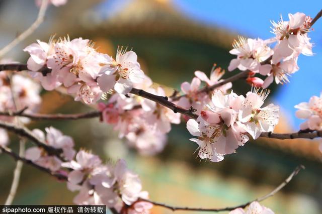 春日花卉：山桃花 